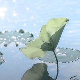 鲜芋青稞牛奶