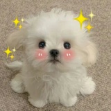高钙牛奶