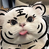 slwkopdldmelq