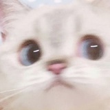 阿拉阿拉阿拉