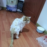 船长