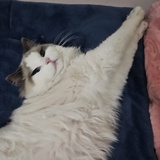 给阿福一块苹果