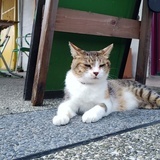 jessie