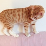 爱乐猫