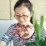 宋贞禛