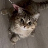 邱邱虎猫