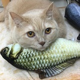 狐汉三