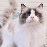 做我的猫