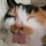 香辣懒羊羊