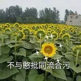 木子洋