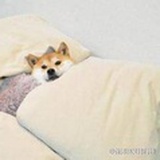 绝美小甜甜