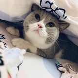 十美与白哥
