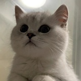 MOJO