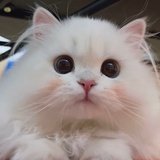 青松石