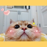 Cccc、