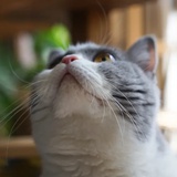 青荇