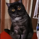 小黑猫
