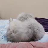 riiitsu