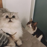 猫又去谈恋爱了