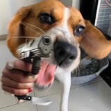 柳针针