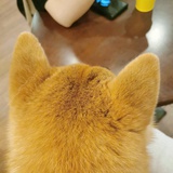 大面包
