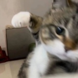糖炒栗子🐶