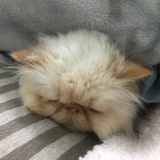 布丁叮叮叮