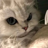 嘻嘻嘻哈哈哈呼