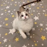 小温迪