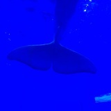 到海底去