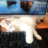 洛尘
