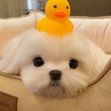 鞠翼铭唯爱珂珂