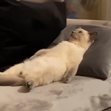 别管你好烦