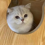 憨憨的猫猫