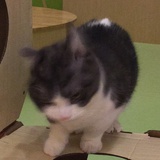 二两