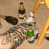 收养流浪猫吧