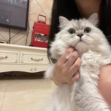 家有王铁锤