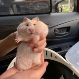 niuroumian