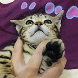 夜宵吃肉丸