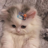 莉柚taetae