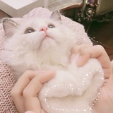 小雏桔子