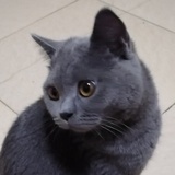 猫不白