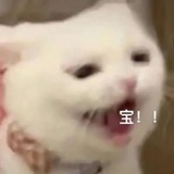快乐修猫