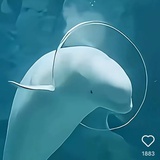 开心