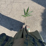 刺猬不乖