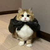 在逃椰子