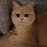 🐱