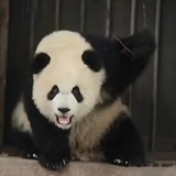 妙音太子