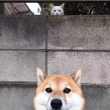 狼啸雪倾