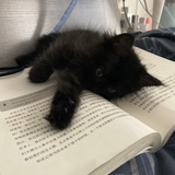 泅鳄鱼